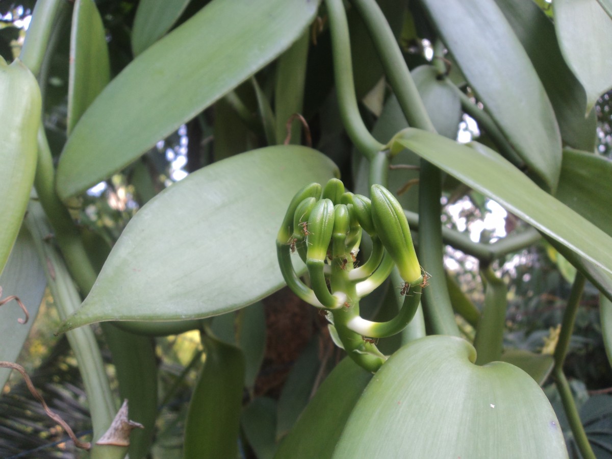 Vanilla planifolia Andrews